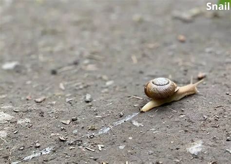  Ianthinid Snails: Slithering through Submerged Sunken Secrets!