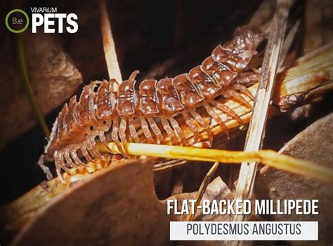  Polydesmus: En Mycket Spektakulär Milliped Med En Fascinerande Evolutionshistoria!