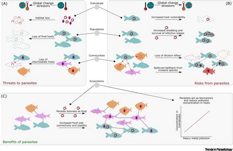  Rhipidozodon! Den Skärseldande Parasiten Med En Oväntad Vän