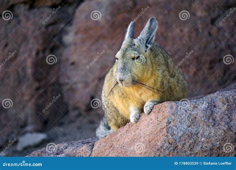  Viscacha! Den söta smårovan som älskar höga platåer och kan hoppa två meter långt