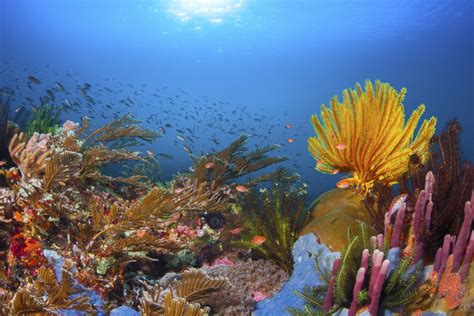  Yellow Coral: En Djungel av Liv på Havetsbotten!