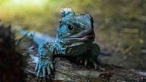  Zygosphenodon! Den mystiska reptilen som är en levande fossilizerande!